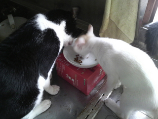 2013082115450000.jpg