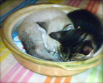 猫鍋パンナ&ココ